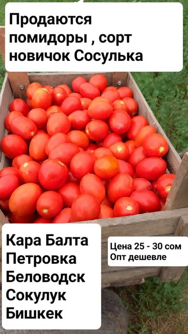 спортивные форма: Помидоры Сливки, Оптом