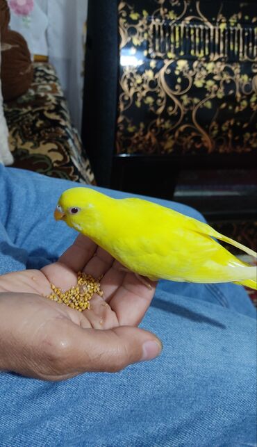 Digər quşlar: 1 aylıg qırmızı göz ələ öyrəşmiş quşdu
sumqayit — 1