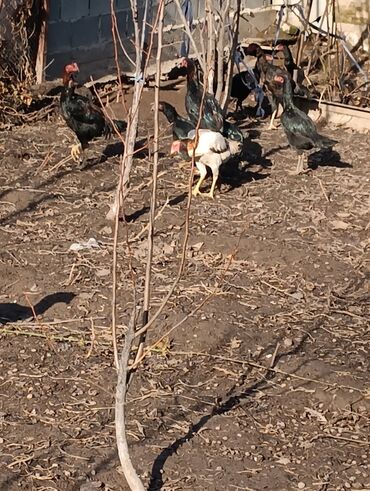 Куры, петухи: Продаю | Петух | Бойцовая, Дакан | На забой, Для разведения, Несушки — 14