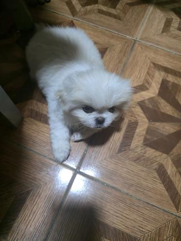 İtlər: Pekines, 2 ay, Dişi — 9