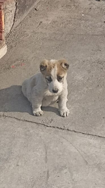 алабай токмок: Алабай, 1 месяц, Самец