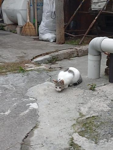 heyvan bazari keci: Yaxşı əllərə — 2