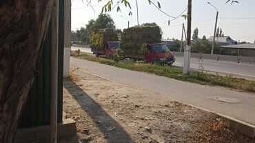 куплю лошадь в бишкеке: Клевер 2укос доставка есть