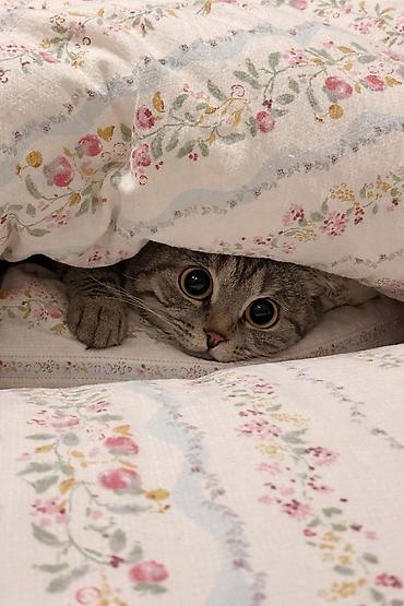 кошки мейн кун: Скотиш Страйт (Шотландская прямоухая), 2 года, Мальчик, Приучена к лотку, С прививками — 4