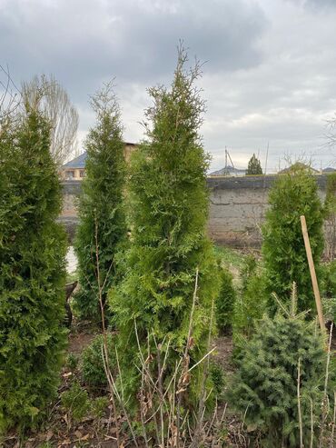 Декоративные деревья: Саженцы деревьев: Туи, Платная доставка — 16