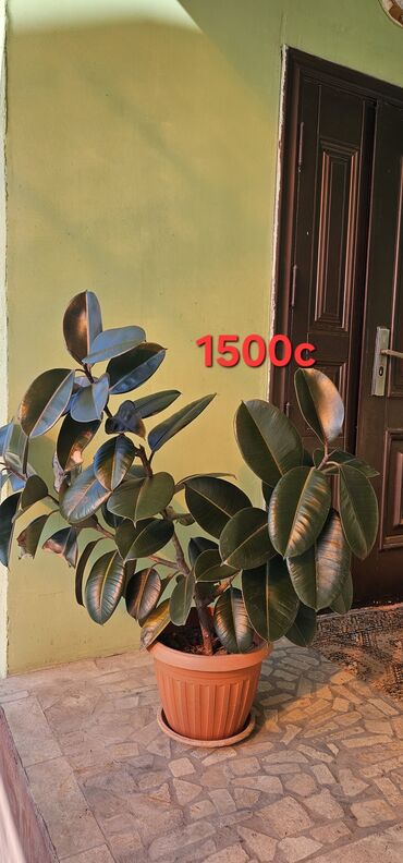 продам мебель б: Комнатные растения в горшках 1) Фикус эластика (каучуконосный) —