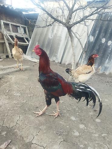 alman kurdu iti: Qırmızı xoruz 3 yaş yarım. damazlıq. bu biri balaca qırmızı iyun — 2