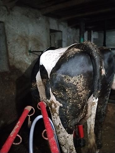cins ineklerin satisi 2018: 1 qarın doğub cavan maldı partdama kökdü 330340 kilo əti olar — 2