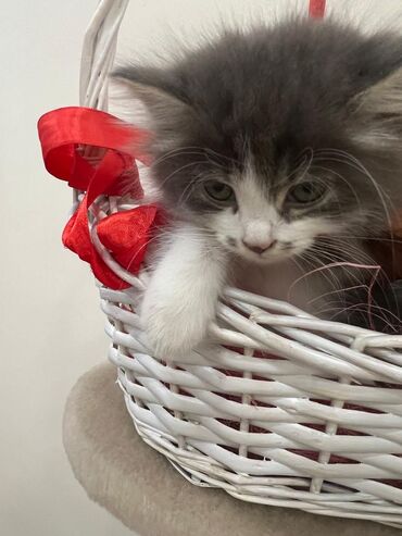 приют для котят бишкек: Кошка даром: Беспородная, 2 месяца, Девочка, Приучена к лотку
