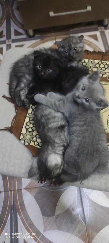 Pişiklər: Şotland, Erkək, Dişi — 7