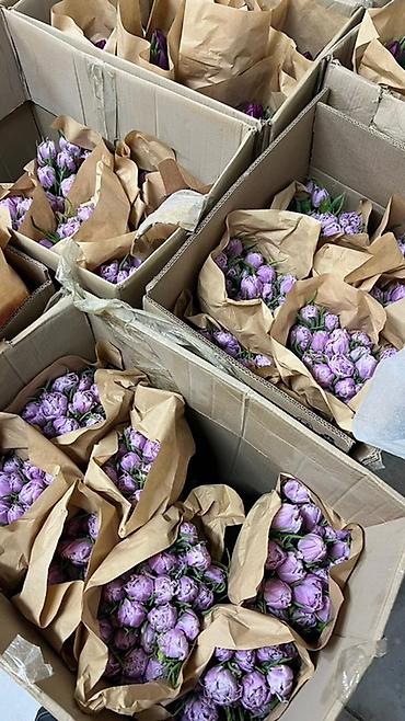 Букеты из живых цветов: Тюльпаны в букете-миксе - Срезанные тюльпаны в крафт-упаковке — 17