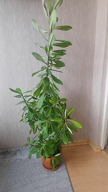 Бөлмө өсүмдүктөрү: Продаётся Молочай беложильчатый . Высота вместе с горшком-124 см — 5