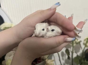 Другое: Продаю малышей монгольских песчанок. Возраст 1 месяц. 3 девочки и один — 9