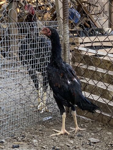 Inəklər, öküzlər: 3 aylıqdı barter falan yoxdu ancaq satılır