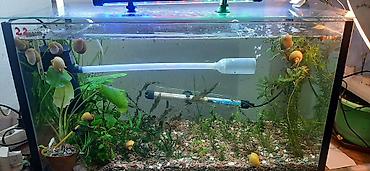 Аквариумы: Аквариумные ампулярии, растения, декорации,коряга,корм. - Стеклянный — 6