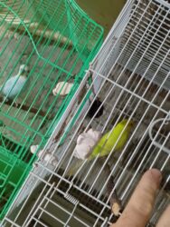 cuce ucun su qabi: Salam bala cavan qusdardi isimle əlaqeli yeni teze duzeldim baxan