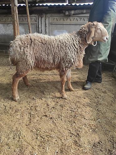 Баран, овца: Продаю | Овца (самка) | Для разведения | Ярка — 6