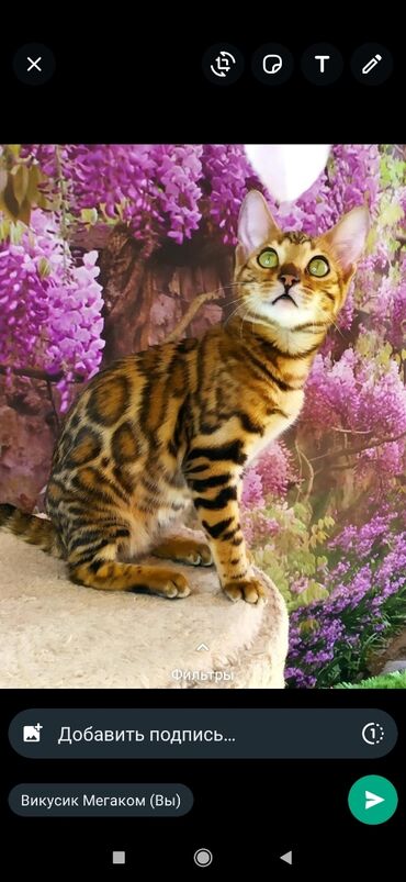 Продажа кошек: Друзья !! в проф питомнике Бен Гла Мур новые детки .Бенгальские котята — 8