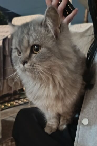 американская жесткошёрстная кошка: Пушистые котята, длинношерстные, серо-дымчатых и пятнистых окрасов