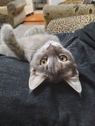 кошка бесплатная: Кошка даром: Беспородная, 3 месяца, Девочка, Приучена к лотку, Проглистована — 4