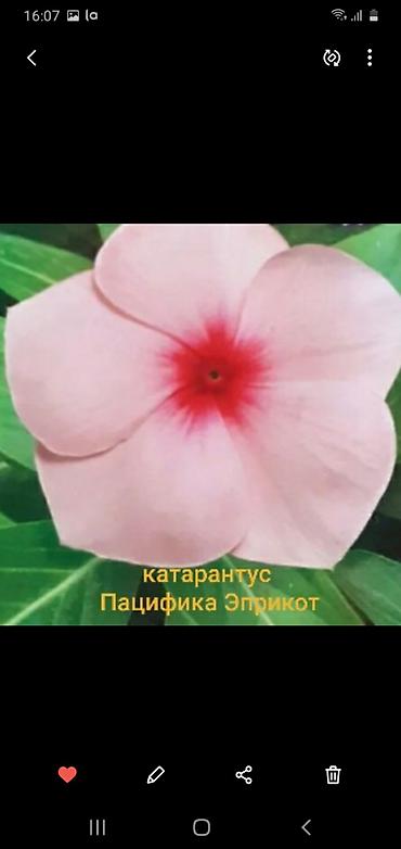 бут массаж: Продаю клубни каллы - 580 сом. Семена катарантусов американской — 8