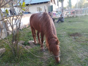конный завод донской продажа лошадей: Сатам | Жылкы (эркек) | Союуга