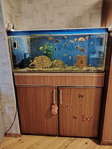 Akvariumlar: Akvaryum komplekti – stendlə birlikdə - Şüşə akvaryum: iri ölçülü — 3