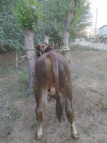 коровы алатау: Продаю | Бык (самец) | Швицкая | Для разведения — 3