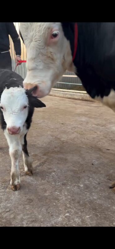 Inəklər, öküzlər: Südlük inək və buzov dəsti - Cins: Holşteyn tipli, xallı (qara‑ağ) — 2