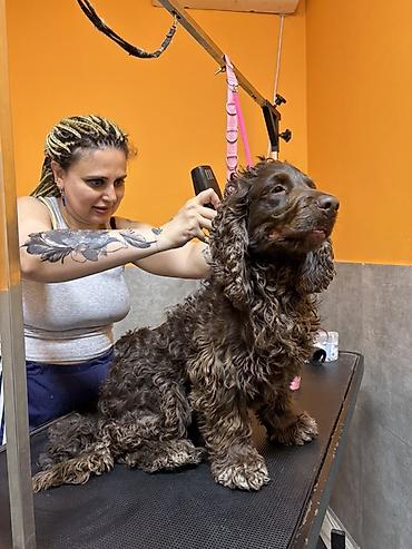 Başqa xidmətlər: Cocker spaniel Cütləşməyə dişi axtarırıq Unvan binə qəsəbəsi. Alex — 7