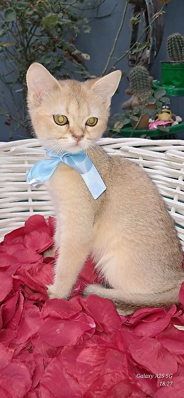 pişik şotlant: 🐱 Gold Şinşilla balaları satılır 🐱 ✨ Çox gözəl qızılı rəng və yumşaq — 3