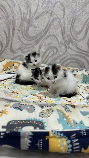 ищу котят: Беспородная, 2 месяца, Мальчик, Биколор, Приучена к лотку — 5