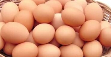 avstrolop toyuqlari: Avstralop toyuqların yumurtası. 100 % mayalı yumurtadır. Əvvəlcədən