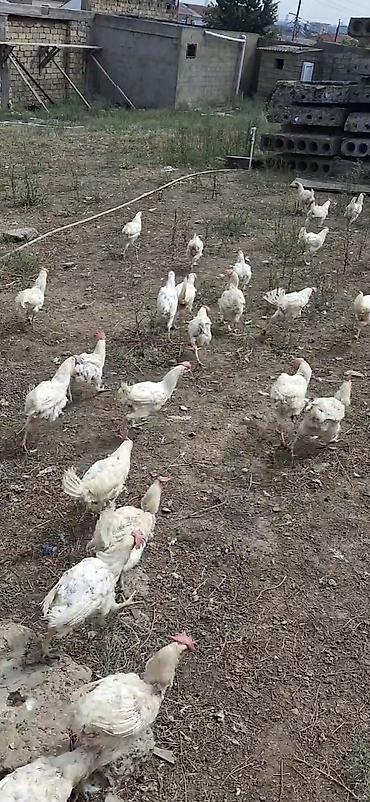 kənd toyuqlari: Açıq havada və tövlədə saxlanılan ağ rəngli toyuqlar sürüsü — 1