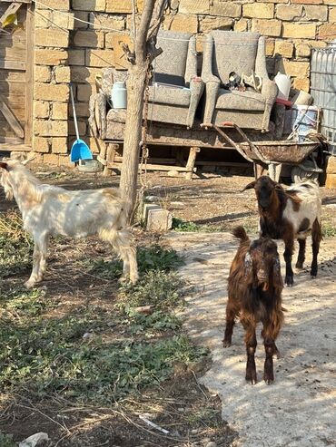 cins ineklerin satisi 2019: Erkək, Alpine, Hələb, il: 1, 18 kq, Damazlıq, Ətlik, Ünvandan götürmə, Ödənişli çatdırılma