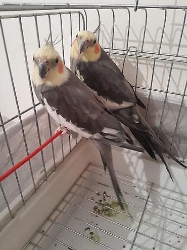карелла: 2 eded saglam karellalar satilir 1 yaşlari olar ya olmaz. Biri danisir — 1