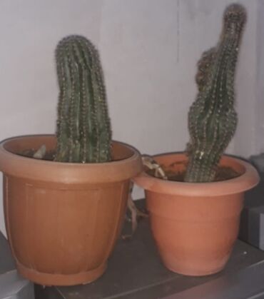 Kaktus: Bitki satılır hər biri 50AZN