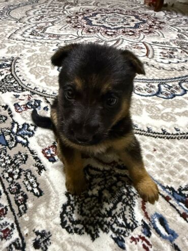 Pişiklər: Şotland yastı qulaq, Erkək, Dişi, Yaxşı əllərə, Ünvandan götürmə, Pulsuz çatdırılma, Ödənişli çatdırılma — 147