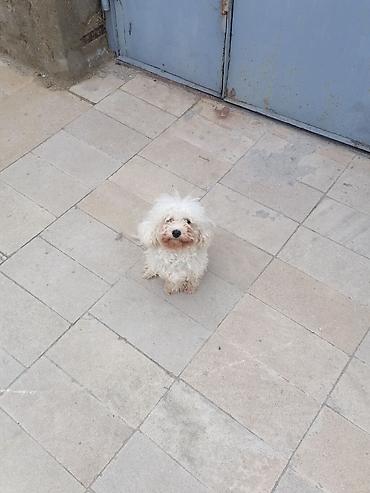 coban itleri: Pudel, 8 ay, Dişi, Peyvəndli — 3