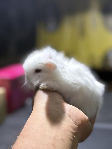 dovşan satılır: Mini Lop (asqılıqulaq) balaları - Cins: Mini Lop (asqılı qulaqlar — 2