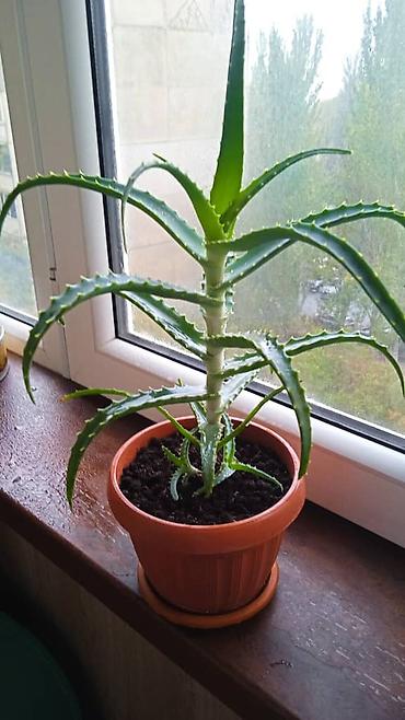 Другие комнатные растения: Разные комнатные растения. Чтобы узнать стоимость конкретного растения at lalafo.kg — 3 Другие комнатные растения: Разные комнатные растения. Чтобы узнать стоимость конкретного растения — 3