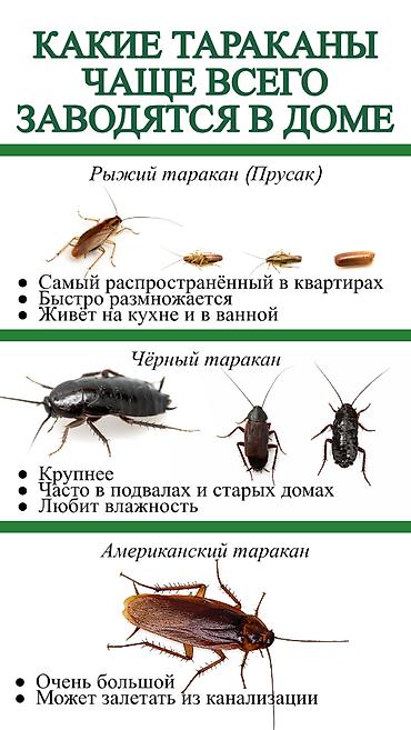Клининговые услуги: Дезинфекция, дезинсекция, | Тараканы, | Транспорт, Дома, Кафе, магазины — 2
