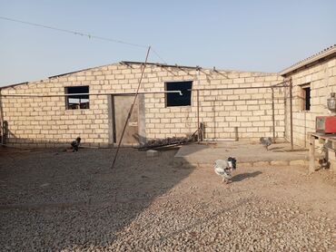 Digər kənd təsərrüfatı heyvanları: Ferma xızı rayonu yeni yaşmaq kəndindədi 70 baş mal sağlamaq üçün — 4