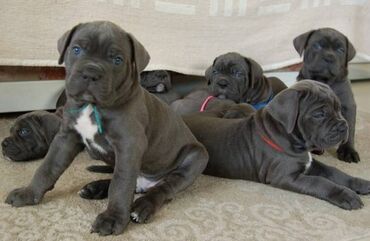 Psi: Ako tražite vernog člana porodice, obratite se nama i postanite — 10