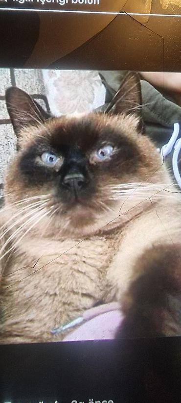 Pişiklər: Ev pişiyi – müxtəlif rənglərdə - Rənglər: tünd boz (mavi tonlu), ağ — 10