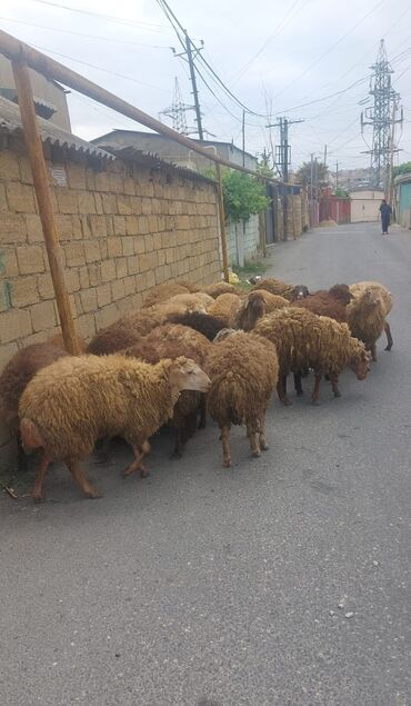 heyvanlar meymun: Qurbanlıq quzu