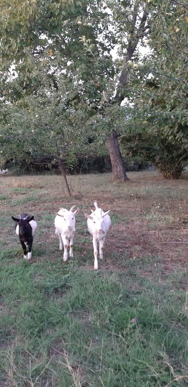 Keçi, çəpiş: Dişi, Zanen, il: 1, 40 kq, Ətlik, Damazlıq, Südlük, Ünvandan götürmə — 2