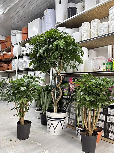 кофе арабика: Кофейное дерево (Coffea arabica) в горшке — декоративное комнатное — 1