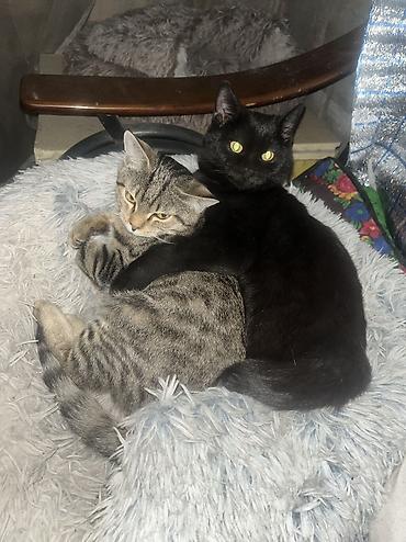 Продажа кошек: 🏡 КОТЯТА ИЩУТ ДОМ! 🐾❤️ Два замечательных малыша — чёрный котик и — 24