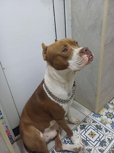 İtlər: Pitbul, Erkək — 4
